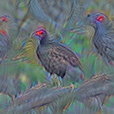 n01616318 vulture